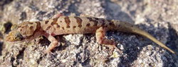 Cyrtodactylus cattienensis