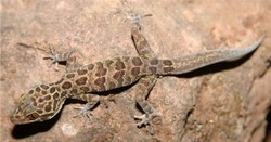 Cyrtodactylus erythrops