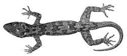 Cyrtodactylus tautbatorum