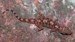 Hemidactylus treutleri