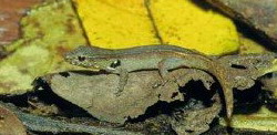 Lygodactylus roavolana