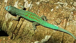 Phelsuma hoeschi