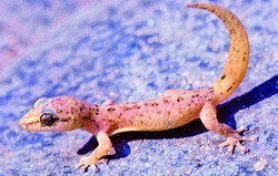 Phyllodactylus papenfussi