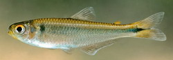 Bryconamericus guyanensis