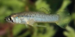 Gambusia zarskei