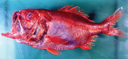 Hoplostethus robustispinus