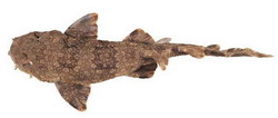 Orectolobus leptolineatus