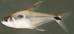 Phenacogaster wayampi