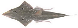 Rhynchobatus springeri