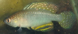 Simpsonichthys lopesi