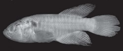 Cynolebias parnaibensis