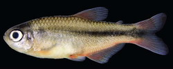 Hemigrammus tocantinsi