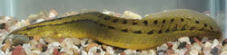 Macrognathus aureus