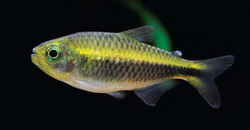 Moenkhausia chlorophthalma