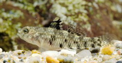 Redigobius nanus