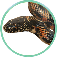 Королевская змея Lampropeltis getula