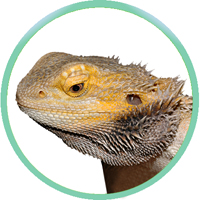 Бородатая агама Pogona vitticeps