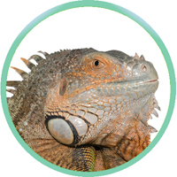 Игуана обыкновенная Iguana iguana