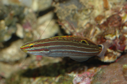 Бычок Amblygobius hectori