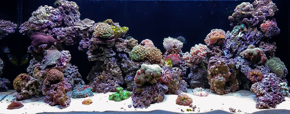 морской аквариум с кораллами