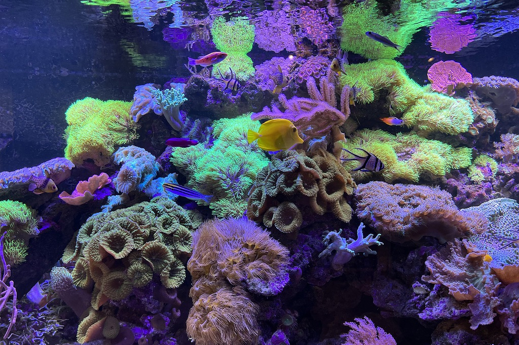 Морской рифовый аквариум в аквариумном салоне Аква Лого