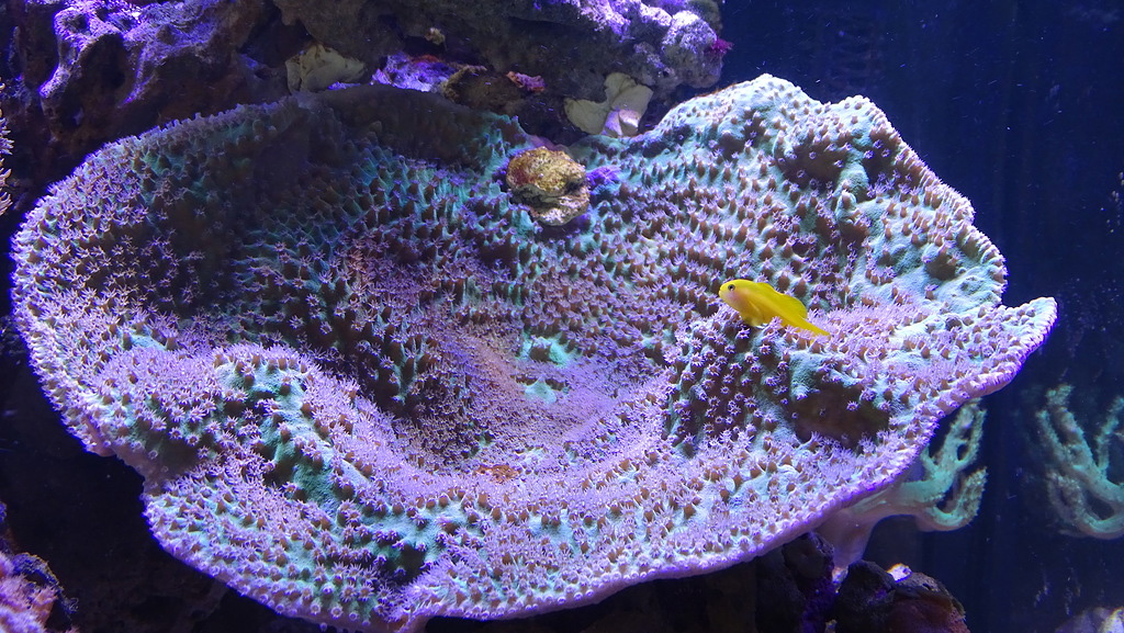Кораллы в рифовом аквариуме