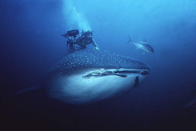 Китовая акула - самая большая рыба в мире!