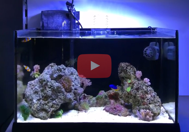 Посмотрите видеоролик об аквариуме - готовом решении в Аква Лого на Соколе!