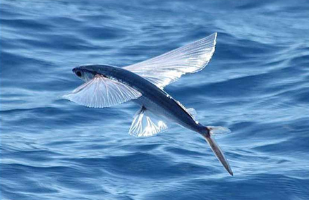 Умеют ли рыбы летать? АкваТерраНовости Аква Лого Инфо