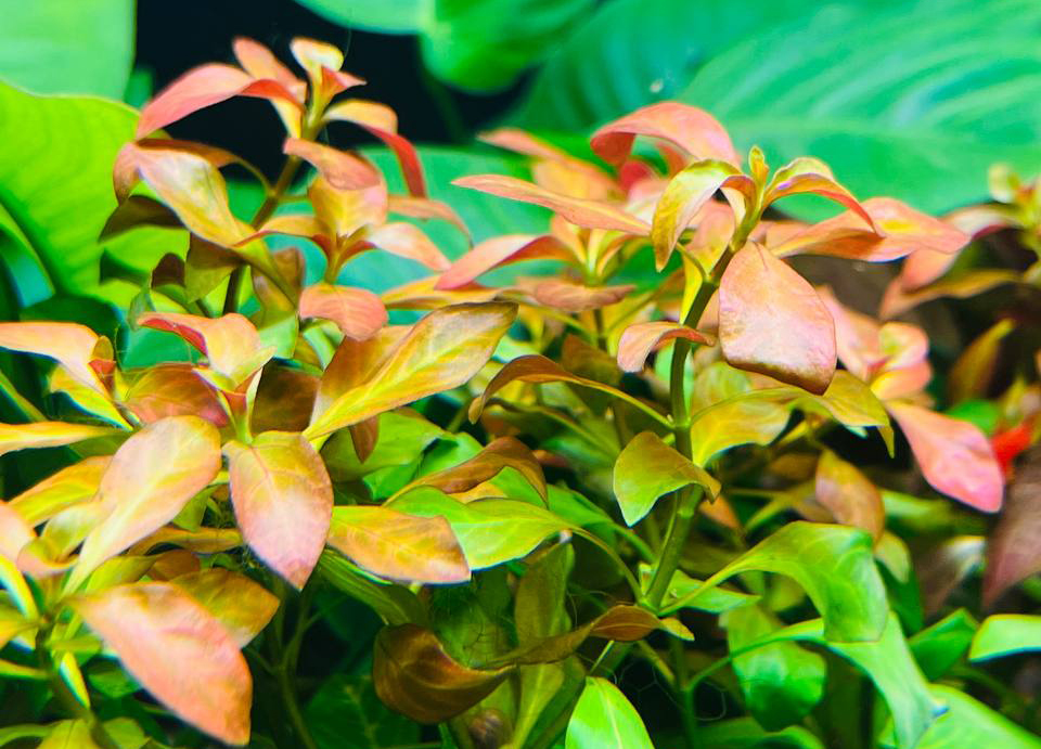 Людвигия ползучая Ludwigia repens в супермаркетах Аква Лого!