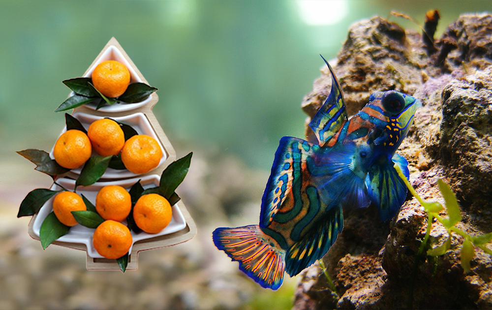 Мандаринка глянцевая по суперцене в супермаркетах Аква Лого!