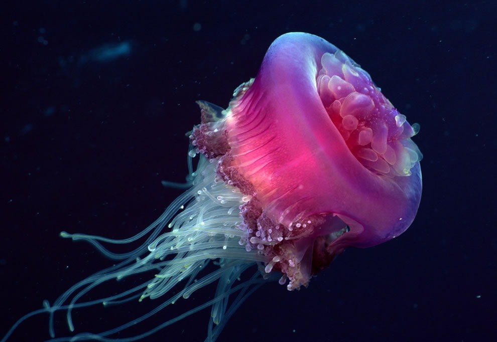 Стоит ли бояться медуз? АкваТерраНовости