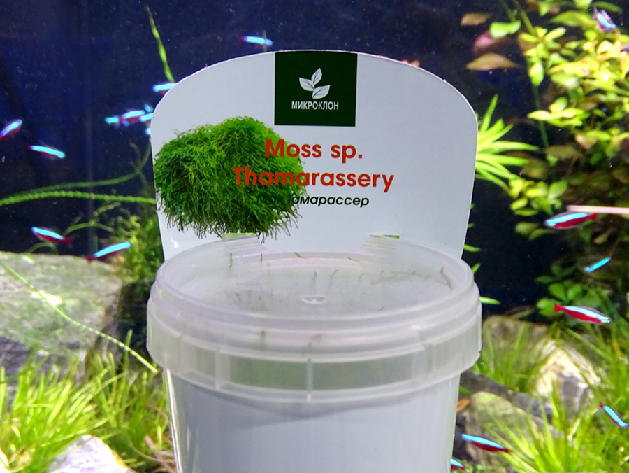 Мох Тамарассери - новогоднее растение в супермаркетах Аква Лого!