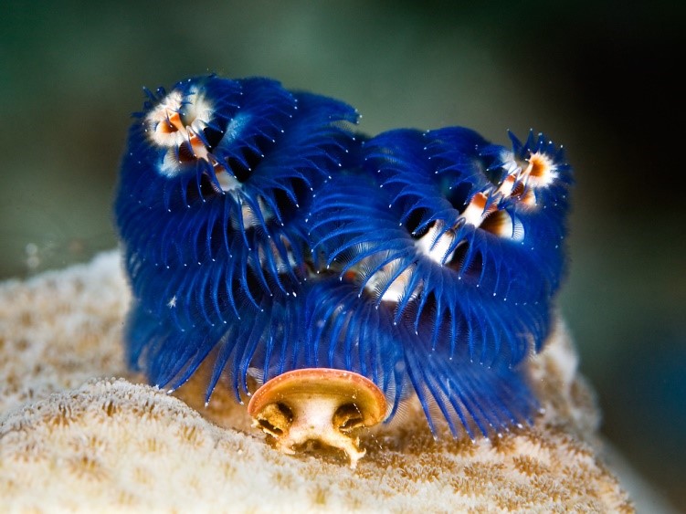 Трубчатый многощетинковый морской червь