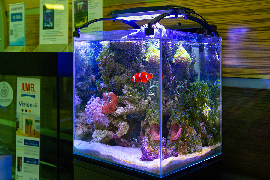 Морской аквариум нанориф в аквариумном салоне Аква Лого