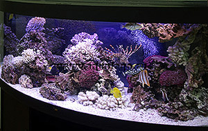 Морской аквариум (450 литров) - оформитель Алексей Санососюк
