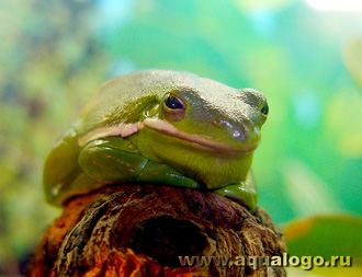 Голубая квакша (Hyla cinerea) в Супермаркете