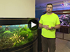 Как выбирать аквариум и рыбок в программе 