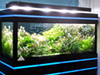 Типовой аквариум АПР-500 с оформлением в стиле Голландия