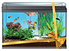 Мастер-класс «Здоровье рыб в аквариуме» - 17 июня 