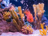 В салонах в августе скидки на оформление аквариумов до 30%!