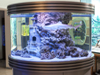 Цилиндрический аквариум с акулой в салоне 