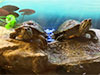 Фоторепортаж об оформлении аквариума для красноухих черепах