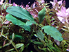 Большая поставка аквариумных растений в Аква Лого - ВДНХ