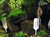 Меристемные растения в демонстрационном аквариуме 