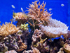 Морские жесткие кораллы со скидкой 15%!