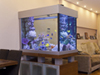 Обновление портфолио аквариумного салона