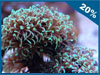 Мягкие кораллы по мягким ценам!