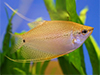 Читайте статьи о лучших пресноводных рыбках на нашем Дзен-канале