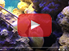 Новое видео на нашем канале - кормление мурены